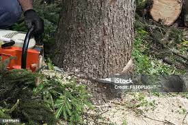 Best Tree Preservation Services  in Newark, NJ