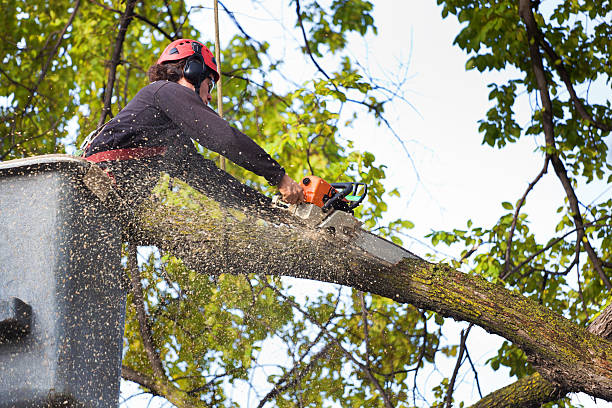 Best Utility Line Clearance  in Newark, NJ