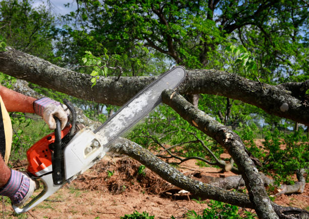 Reliable Newark, NJ Tree Removal Solutions
